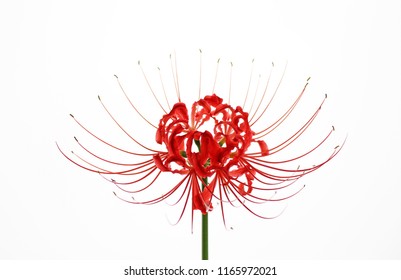 Red Spider Lily On White Background Stock Photo 1165972021 | Shutterstock