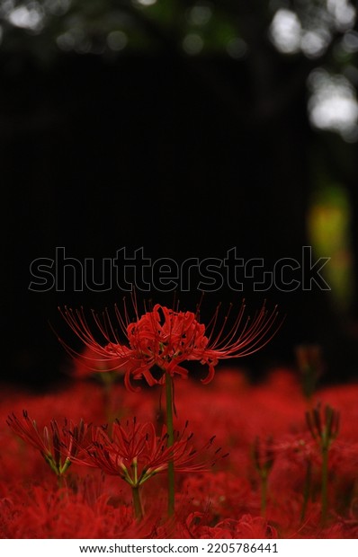 Red Spider\
Lily or scientific name Lycoris Radiata is a plant in the amaryllis\
family at Kinchakuda Manjushage\
Park