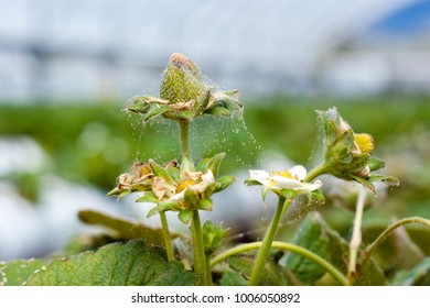 Red Spider Mite Infestation On Strawberry Crop