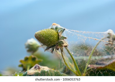 Red Spider Mite On Strawberry