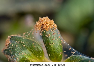 Red Spider Mite On Strawberry Plant