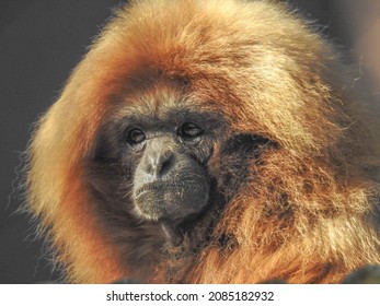 Red Spider Monkey At A Zoo In Knoxville, Tennessee