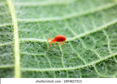 Red spider perches on wild plants, North China - Powered by Shutterstock