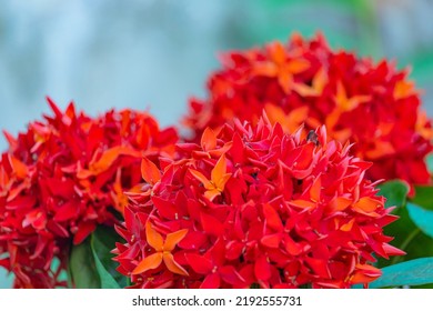 The Red Spike Flower In The Garden