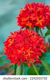 The Red Spike Flower In The Garden