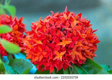 The Red Spike Flower In The Garden