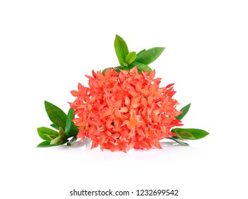 Red Spike Flower On White Background