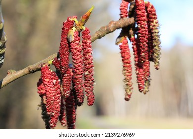 Red Spikes Of A Poplar Tree In Sunny March