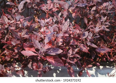 1,587 Spinach Red Details Images, Stock Photos & Vectors | Shutterstock