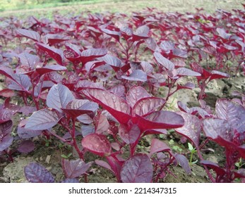 Red Spinach Field In Bangladesh