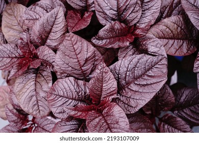 Red Spinach Fresh Amaranth Leaves Growing In Pot, Selective Focus