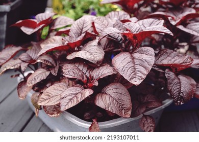 Red Spinach Fresh Amaranth Leaves Growing In Pot, Selective Focus