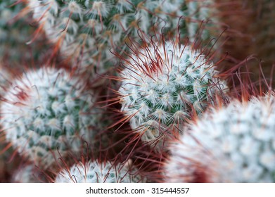 Red spine cactus close up