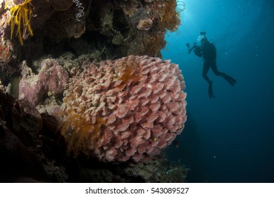 Red sponge coral and silhouette diver