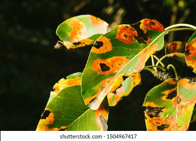 Red Spots On Pear Leaves Tree Stock Photo 1504967423 | Shutterstock