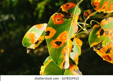Red spots on the pear leaves. The tree is sick with a fungus