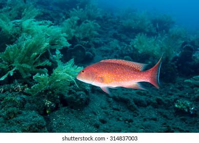 Red and spotted barred Coronation Trout (Grouper, Groper) (Variola louti) watching camera at a cleaning station on coral reef on black volcanic rock at Tulamben Bay in Bali Indonesia 
