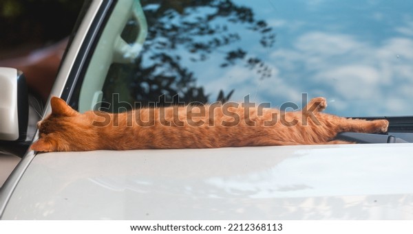 A red,\
spotted cat sleeps on the hood of a car, stretched out to its full\
height. The street cat sleeps on the\
car.