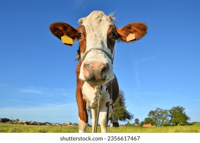 Red spotted cow grazing on the field with green grass. Farm animals concept. close up portrait of a cow on farm field. - Powered by Shutterstock