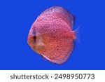 Red spotted discus (Pompadour fish) on isolated blue background. Symphysodon aequifasciatus is freshwater cichlids fish native to the Amazon river, South America. 