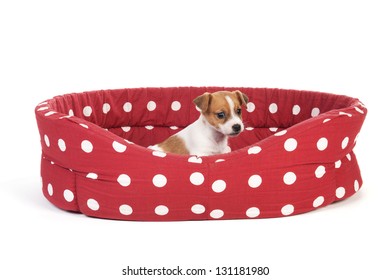 Red Spotted Empty Pet Bed With Little Jack Russel Puppy