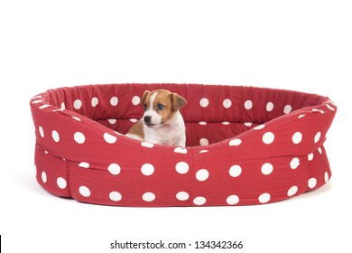 Red Spotted Empty Pet Bed With Little Jack Russel Puppy