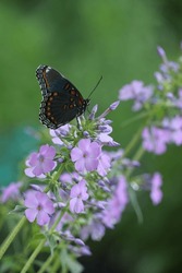 Red Spotted Purple Butterfly On Wild Sweet William Phlox