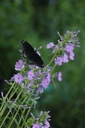 Red Spotted Purple Butterfly On Wild Sweet William Phlox