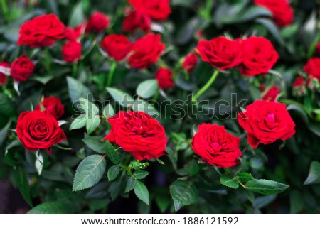 Red, spray roses. Growing and selling fresh flowers. Close-up. Full frame