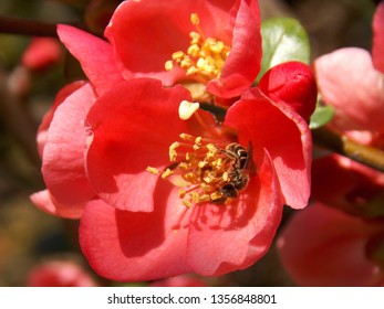 red spring flower
					