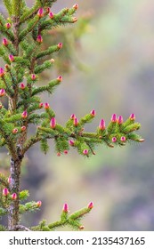 Red Spruce Cones On The Branches