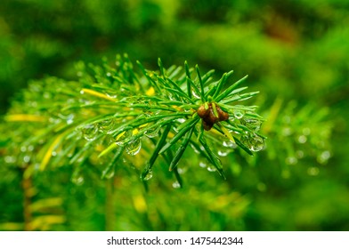 Red Spruce Detail, Picea Rubens, Siamese Ponds Wilderness Area, Adirondack Forest Preserve, New York