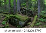 Red spruce (Picea rubens) and other trees in a remnant patch of virgin forest in the Monongahela National Forest in West Virginia.