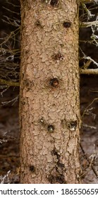 Red Spruce (Picea Rubens) Tree Trunk. Red Spruce Bark Detail Texture, Background.