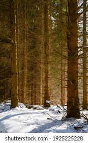 Red Spruce (Picea Rubens) Trees In The Forest In The Winter. Spruce Forest. 