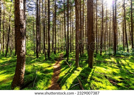 Red spruce pine trees lush green moss sun rays and footpath road at Gaudineer knob Monongahela national forest Shavers Allegheny mountains