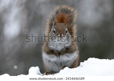 Red squirel looking for food in the snow