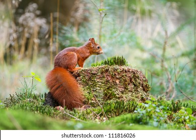 Red squirrel