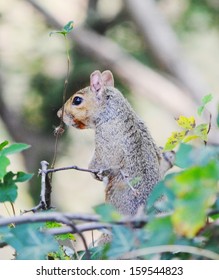 Red squirrel
