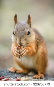 Red squirrel