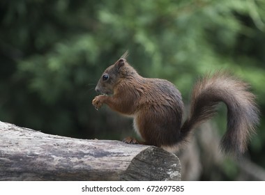 red squirrel 
