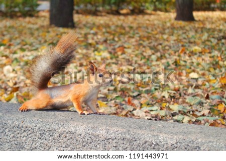 red squirrel in autumn with free space 