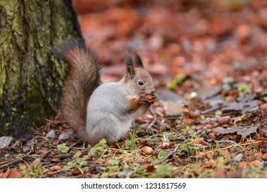 Red squirrel in the autumn park - Shutterstock ID 1231817569