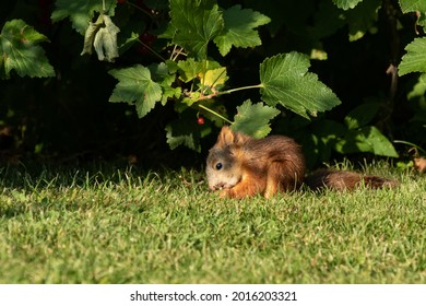 Red Squirrel Baby Biting A Small Branch On Lawn