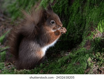 Red Squirrel at the base of a Pine Tree sitting in moss eating a nut