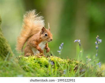 Red Squirrel In Bluebells, Scotland