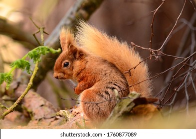 Red Squirrel In Brownsea Island