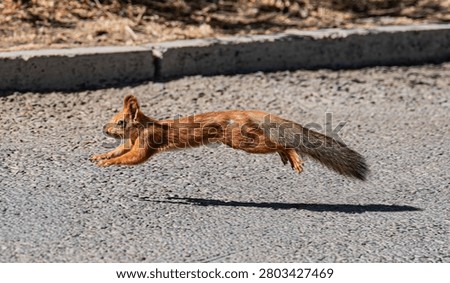 A red squirrel captured in mid-air during a swift jump over an asphalt road in a park. A dynamic shot of the rodent with an outstretched body and fluffy tail suspended in the air on a sunny day.