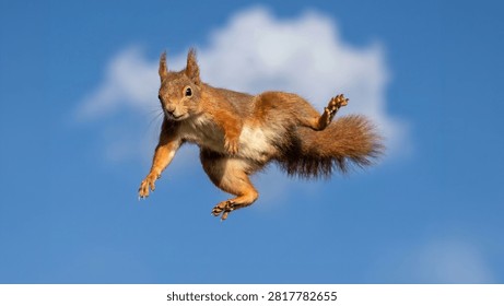 A red squirrel captured mid-air while leaping gracefully against a bright blue sky. This dynamic wildlife image freezes an incredible moment of agility and speed, showcasing the squirrel's bushy tail and athletic movement. Perfect for wildlife, nature, animal behavior, and outdoor-themed projects.
