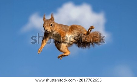A red squirrel captured mid-air while leaping gracefully against a bright blue sky. This dynamic wildlife image freezes an incredible moment of agility and speed, showcasing the squirrel's bushy tail and athletic movement. Perfect for wildlife, nature, animal behavior, and outdoor-themed projects.